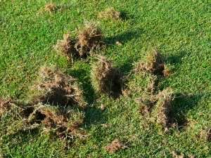 S09b HaReCo Fairwayschade 01a