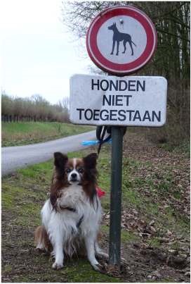 05a Honden 02a